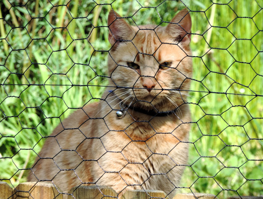 �1757756 �������(a): ����������:3864x2917